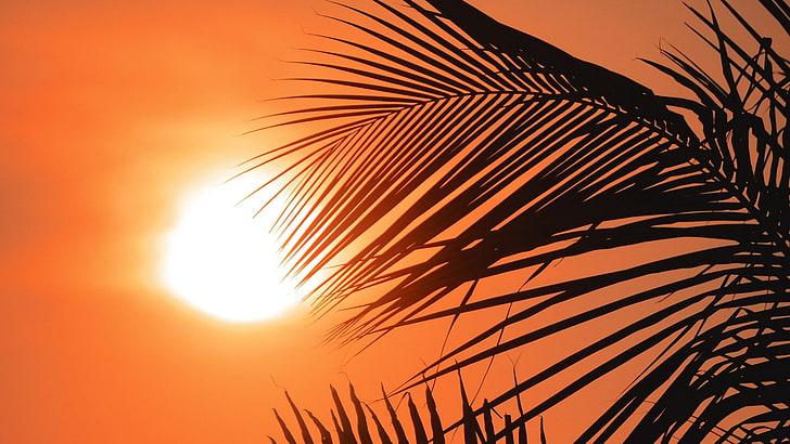 orange, leaves, Sun, sunset, palm trees, sky, palm leaf, beauty in nature, HD wallpaper