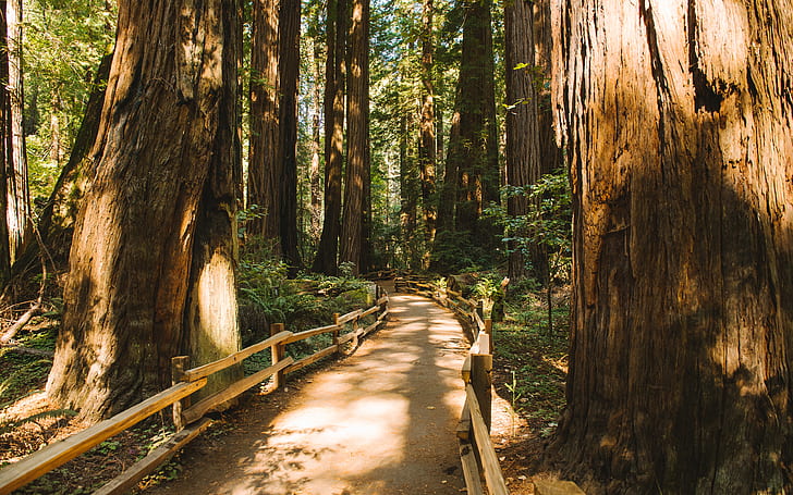 Redwood Trees Forest Muir Woods Path Trail HD, brown wooden pathway, HD wallpaper