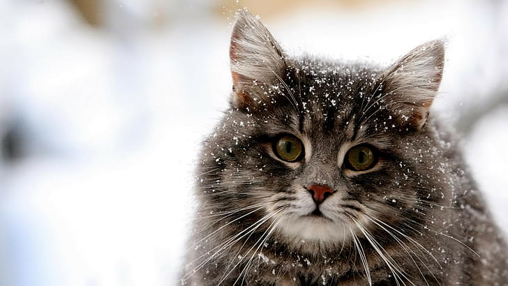 animals, cat, snow, HD wallpaper