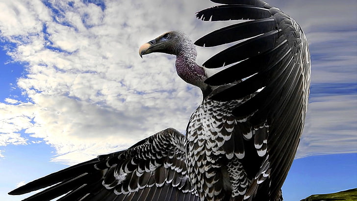 black and white vulture, bird, predator, flight, sky, wings, beak