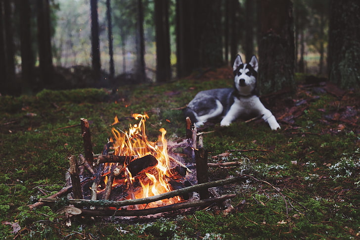 adult black and white Siberian husky, dog, forest, fireplace