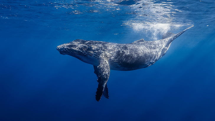 water, marine, mammal, humpback whale, fauna, wildlife, blue water, HD wallpaper