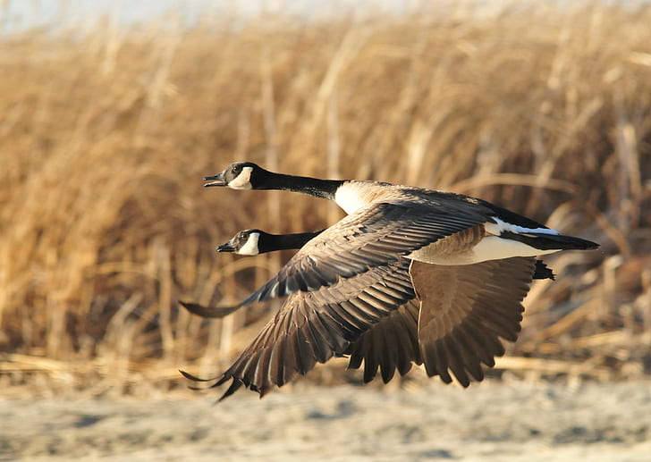 two mallard duck flying across field during daytime, canada geese, canada geese