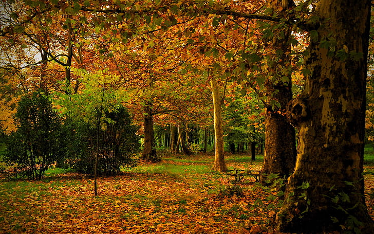 Spain, Madrid, Campo, autumn, park, leaves, trees, nature, HD wallpaper