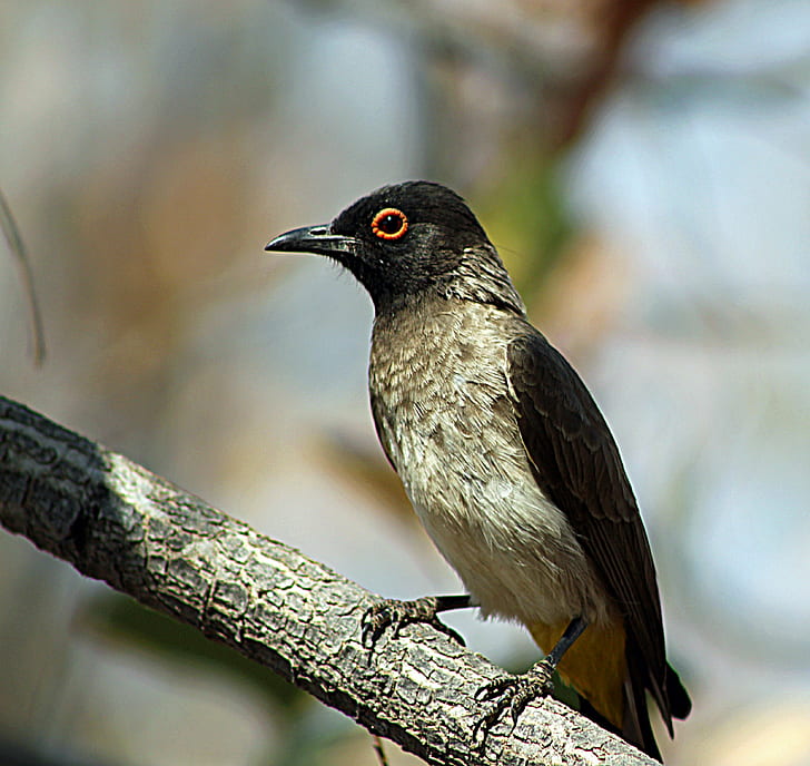 selective focus photography of black and gray bird on tree branch, bulbul, african, bulbul, african, HD wallpaper