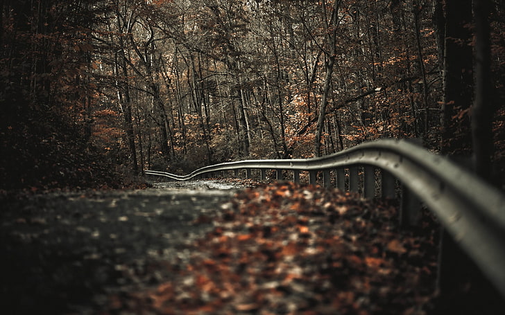 gray road rails, shallow focus photo of gray road railing, trees, HD wallpaper