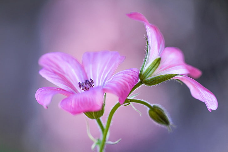 macro shot of two pink flowers, nature, flowering plant, pink color