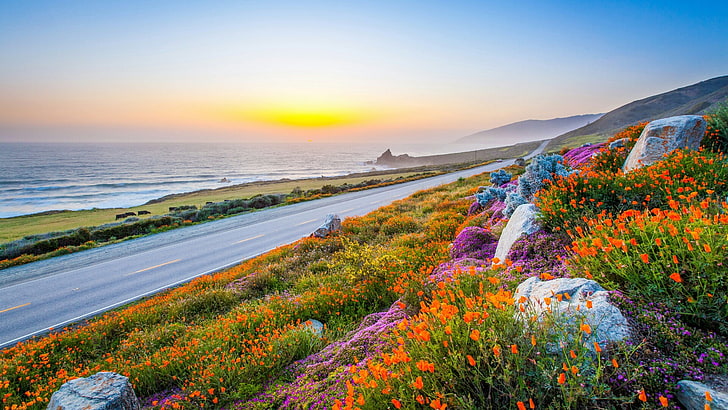 sunrise, road, california, usa, united states, wildflowers, HD wallpaper