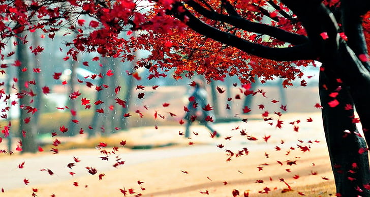 fall, leaves, trees, park, red leaves, HD wallpaper