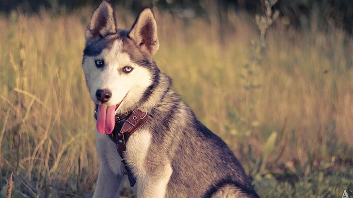adult black and white Siberian husky, dog, animals, one animal, HD wallpaper
