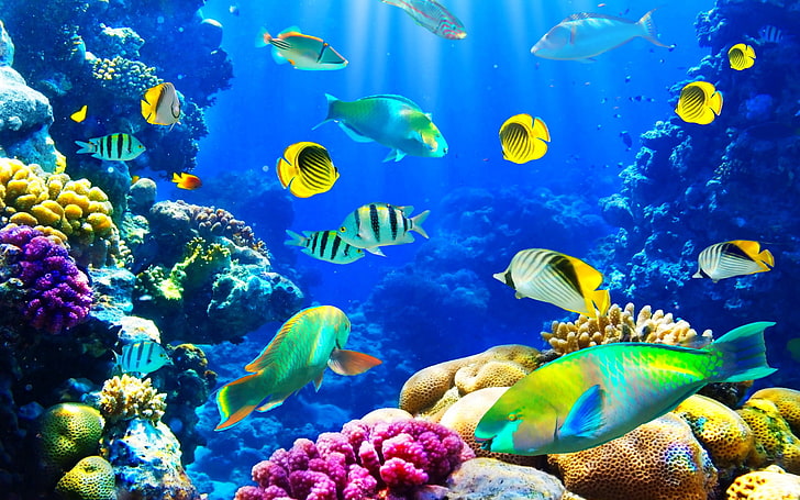 fish, fishes, nature, ocean, sea, sealife, underwater, animal themes, HD wallpaper