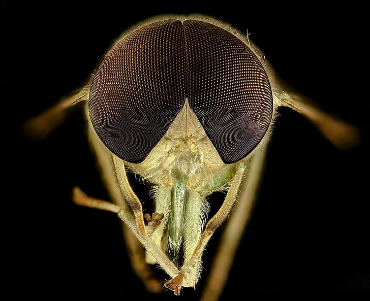 bite, biting, bug, chlorotabanus crepuscular, close up, delicate