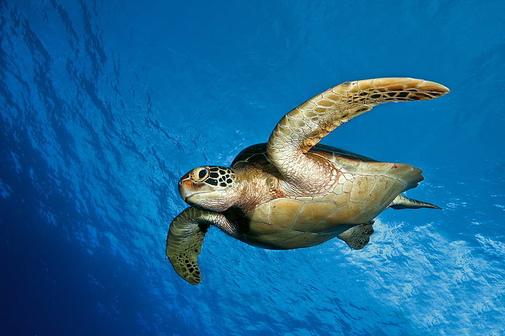 sea turtle, water, swim, underwater, animal, reptile, green Turtle