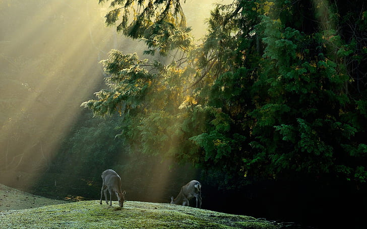 Forest, trees, meadow, deer, sun rays
