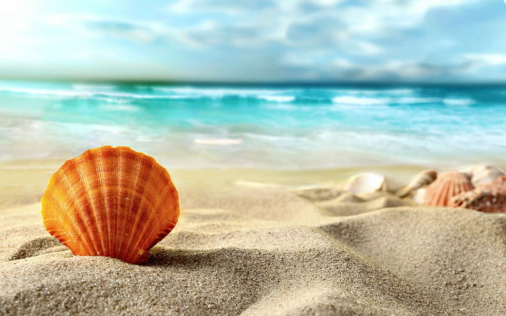 Shell, beach, sea, sand, Summer, HD wallpaper