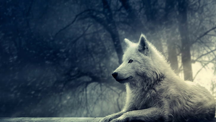 White Wolf, white wolf dog, animals