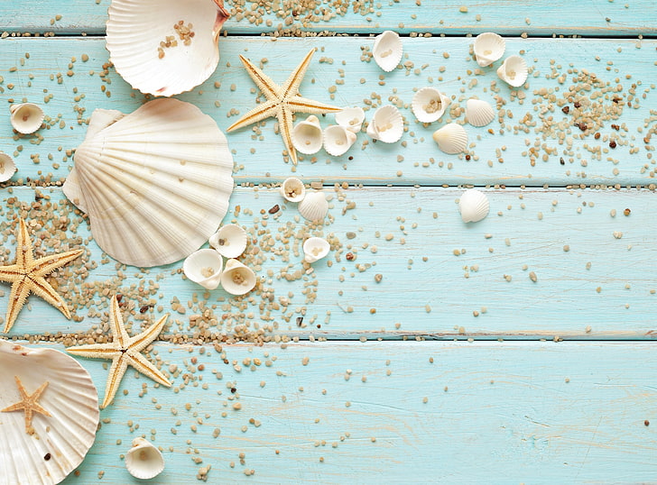 white clam shells, pebbles, starfish, beach, animal Shell, vacations, HD wallpaper