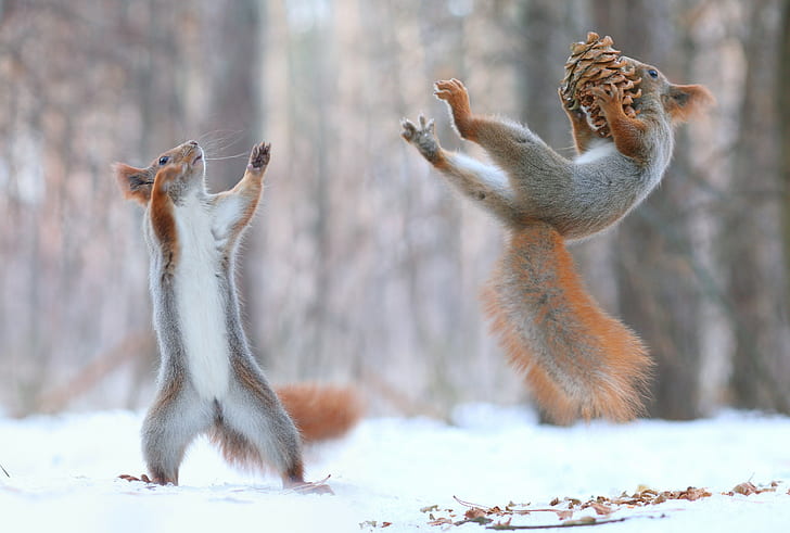 squirrel, pine cones, snow