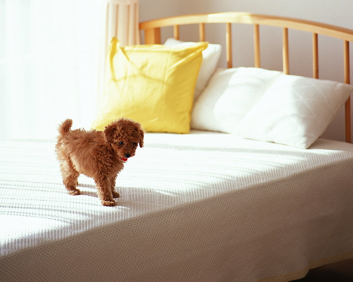 red toy poodle puppy, curls, bed, morning, pets, animal, bedroom