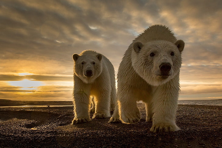 two white polar bears, two Polar bears walking on field, animals