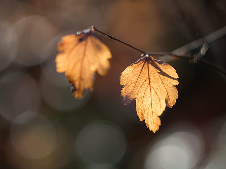 selective focus photography of two brown leaves, bubbles, autumn  leaves