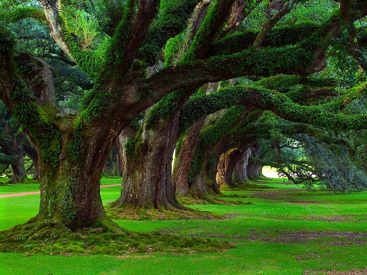 green leafed tree, oak trees, grass, moss, ancient, nature, landscape