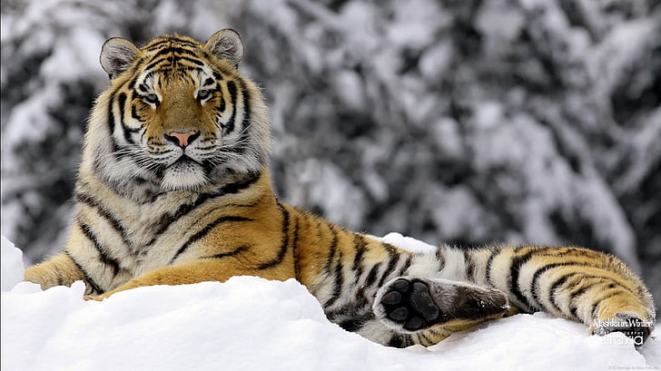 adult brown, black, and white tiger, animals, winter, snow, feline, HD wallpaper