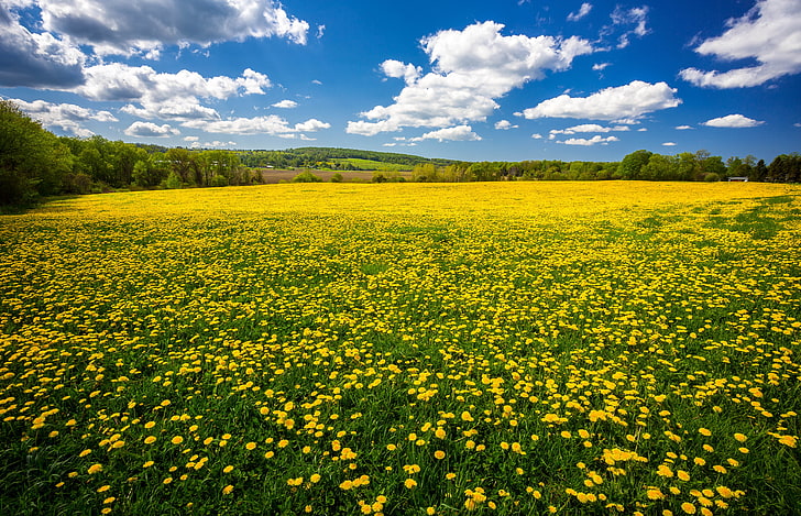 Dandelion Field Flowers Spring Blue Sky And White Cloud Beautiful Desktop Wallpaper Hd, HD wallpaper