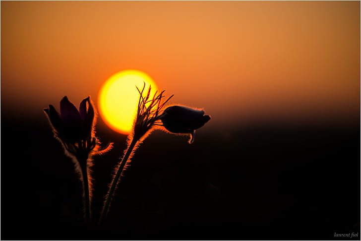 selective photography of flower during golden hours, Anémones