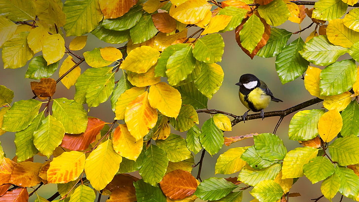 black and yellow bird, fall, trees, birds, animals, animal themes