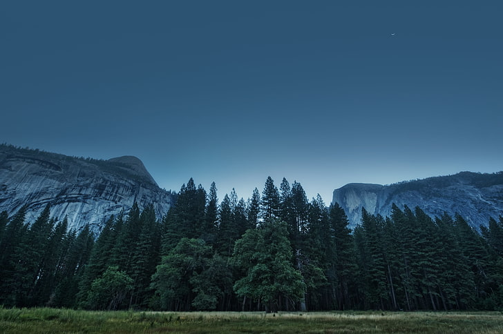 green tree lot, trees, forest, mountains, california, yosemite valley, HD wallpaper
