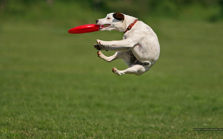 animals, dog, jumping, grass, Jack Russell Terrier, Frisbee