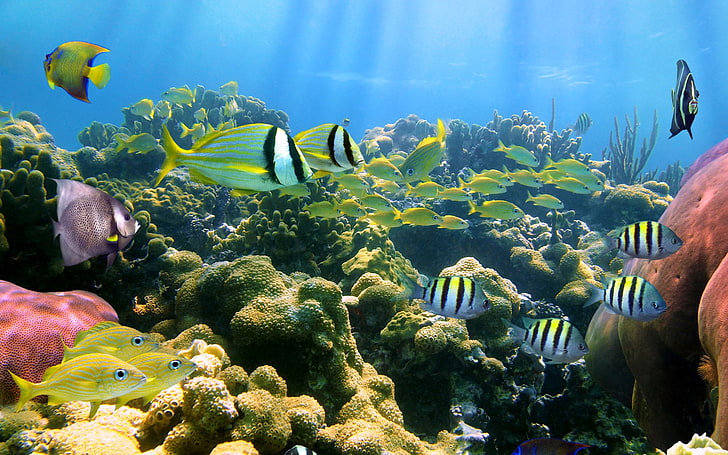 HD wallpaper: Fishes, underwater, sea, animals in the wild, sea life, animal  wildlife | Wallpaper Flare