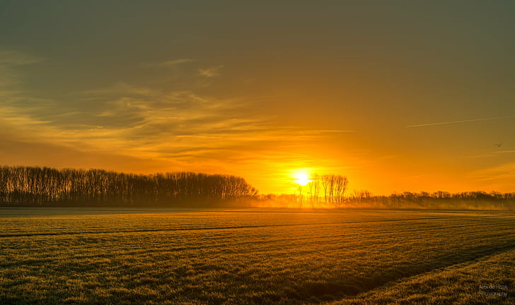 crop field nearby trees during golden hour, Sonne, HDR, Nederland, HD wallpaper