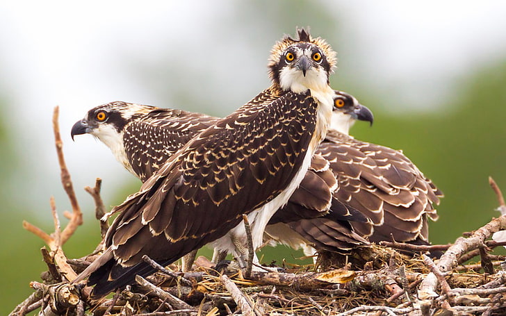 Osprey Pandion Haliaetus Bird Of Prey Also Called Osprey, Reaching More Than 60 Cm In Length And 180 Cm Across The Wings 2880×1800