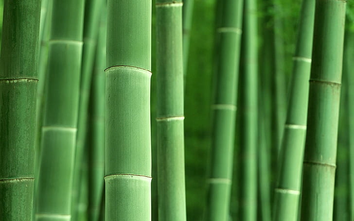 macro, bamboo, plants, nature, green