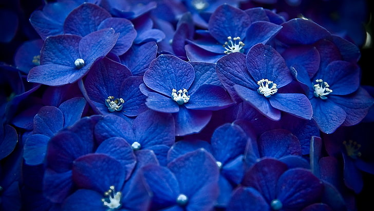 blue petaled flowers, small, bright, much, nature, purple, plant, HD wallpaper