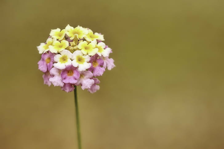 selective focus photography of pink and yellow flowers, Edit, HD wallpaper