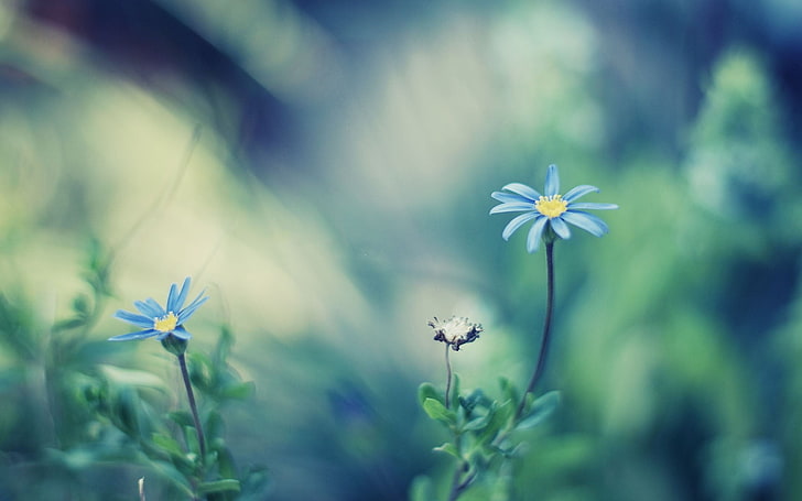 two blue petaled flowers, nature, depth of field, blue flowers, HD wallpaper