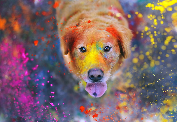 short-coated brown dog, animals, paint splatter, colorful, tongues
