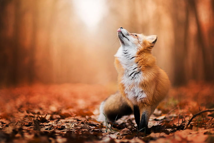 HD wallpaper: Animal, Fox, Depth Of Field, Fall, Wildlife | Wallpaper Flare
