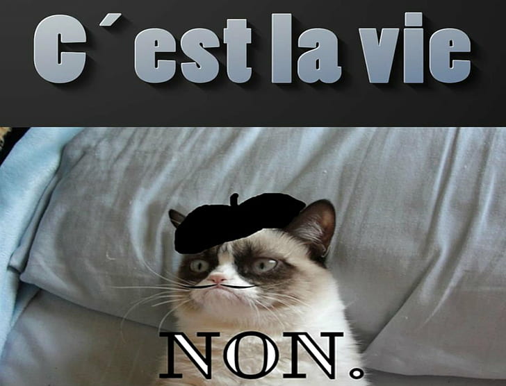 cat, french, funny, grumpy, humor, meme, quote, sadic, HD wallpaper