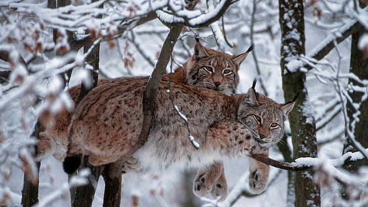 animals, mammals, snow, trees, Bobcat, lynx