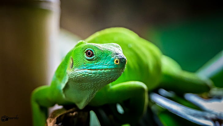 green iguana, Take it easy, Part 3, colours, colourful, Zoo, Neunkirchen, HD wallpaper