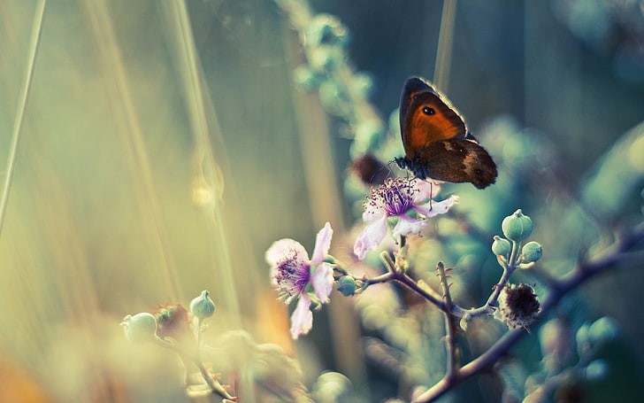 brown butterfly painting, close up photo of brown owl butterfly perched on flower, HD wallpaper