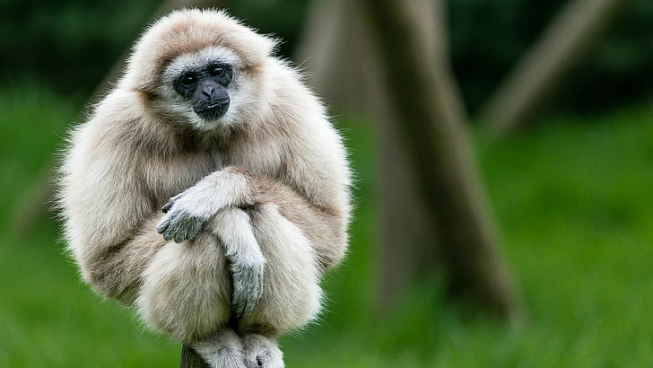 gibbons, animals, apes, animal wildlife, one animal, animals in the wild, HD wallpaper
