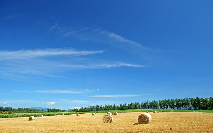several brown hays, field, economy, straw, bales, summer, agriculture, HD wallpaper