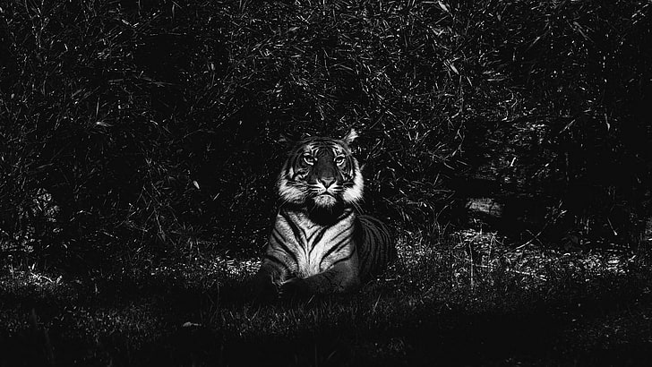 tiger, predator, wild, animal, lying, dark, black and white, HD wallpaper