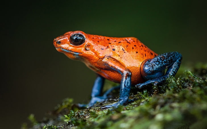 Amphibians Strawberry Poison Dart Frog Found In Central America Costa Rica 4k Ultra Hd Tv Wallpaper For Desktop Laptop Tablet And Mobile Phones 3840×2400