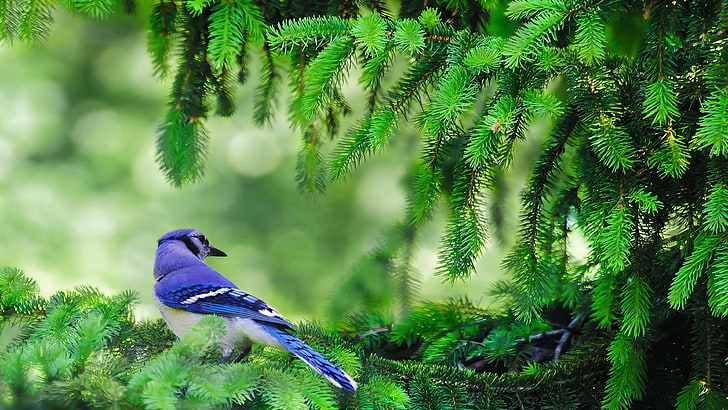 birds, pine trees, color correction, branch, blue jays, animals in the wild